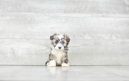 Akc Registered Havanese Purebred Pup