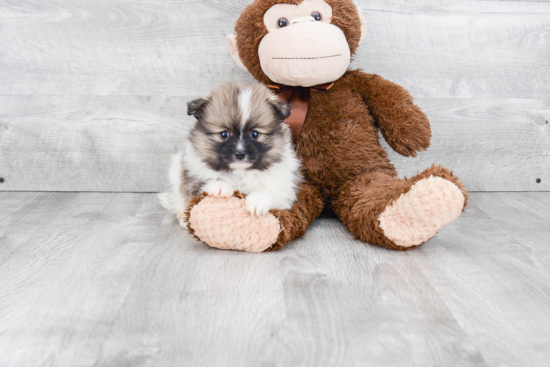 Playful Pomeranian Baby