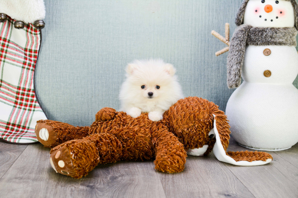 Pomeranian Puppy for Adoption