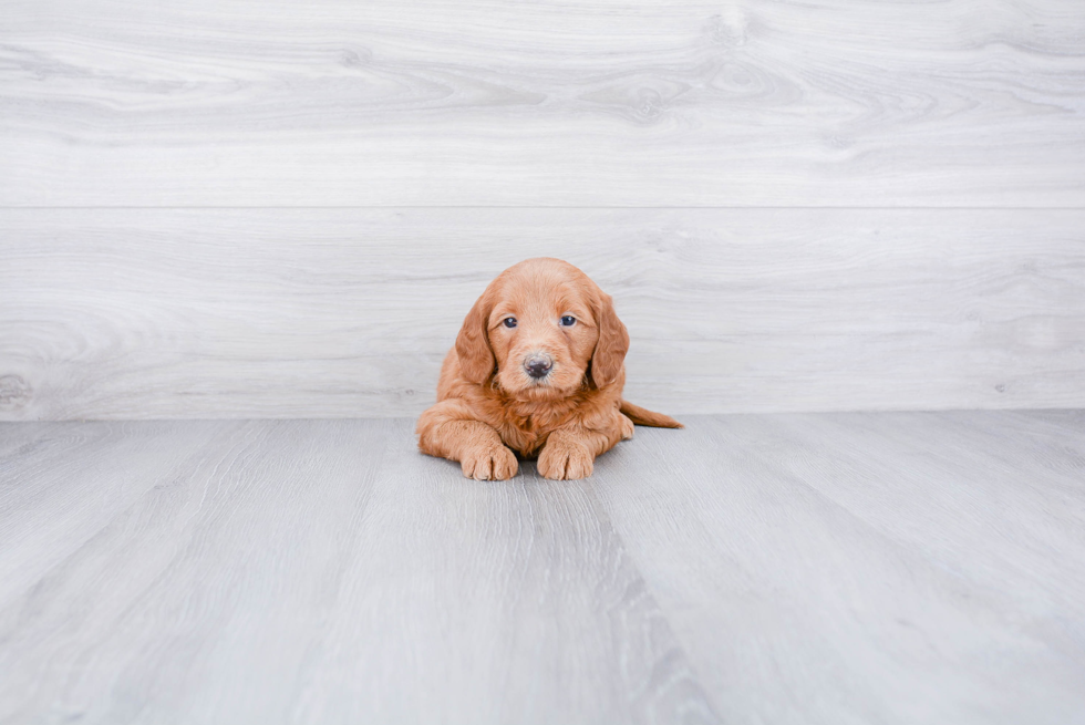 Petite Mini Goldendoodle Poodle Mix Pup