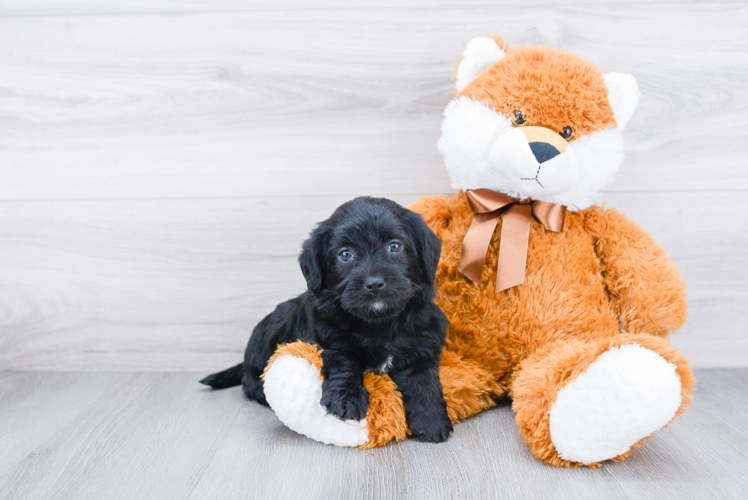 Funny Mini Labradoodle Poodle Mix Pup