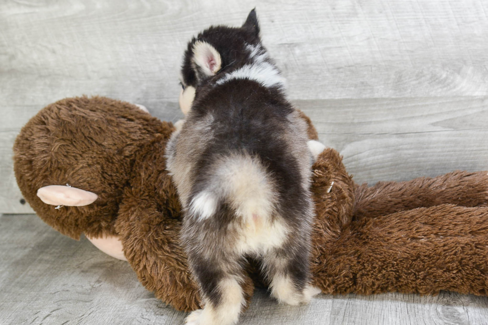 Pomsky Puppy for Adoption