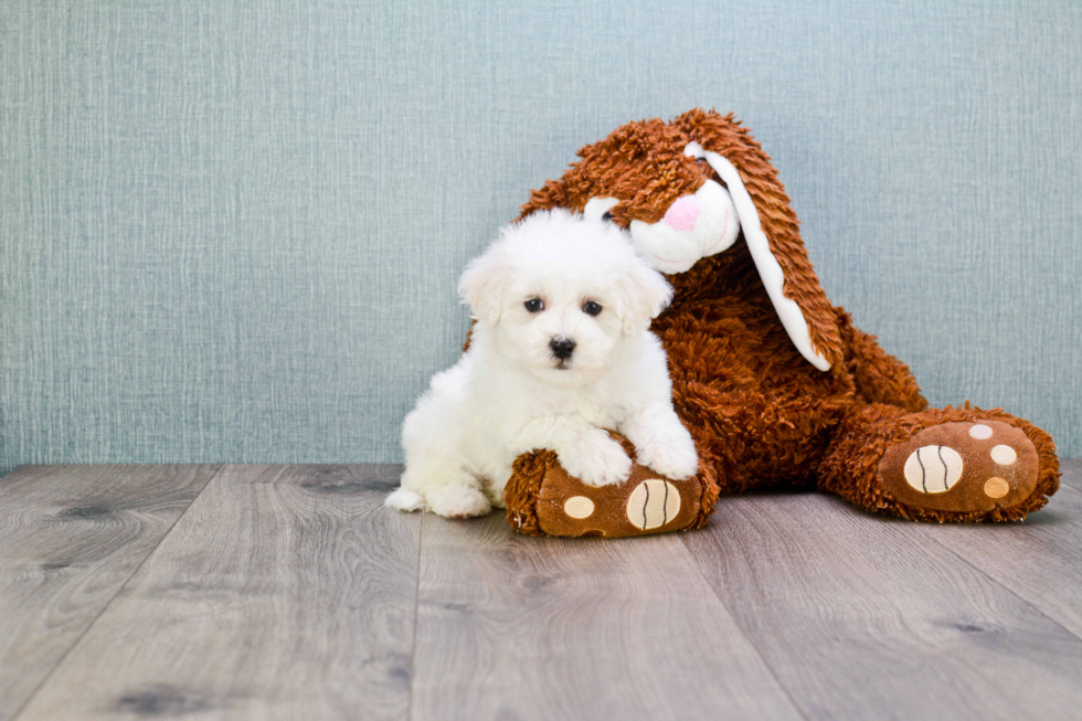 Petite Maltipoo Poodle Mix Pup