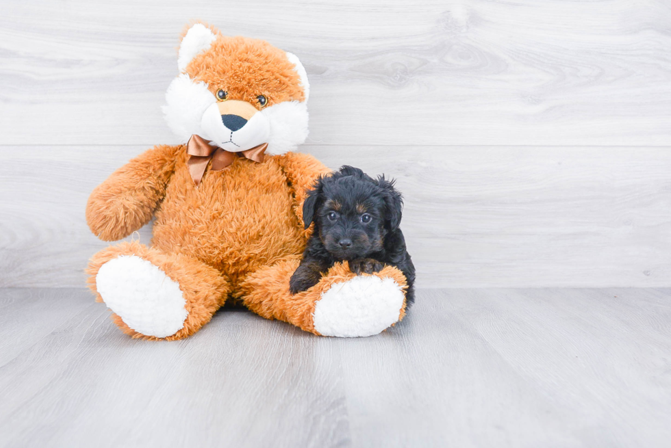 Friendly Mini Aussiedoodle Baby