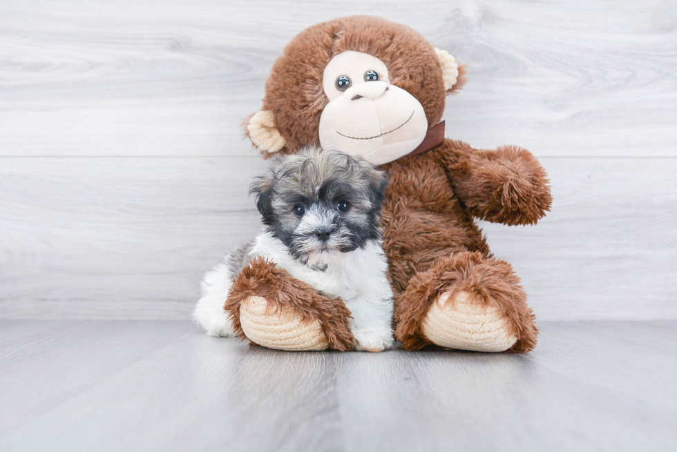 Petite Havanese Purebred Puppy