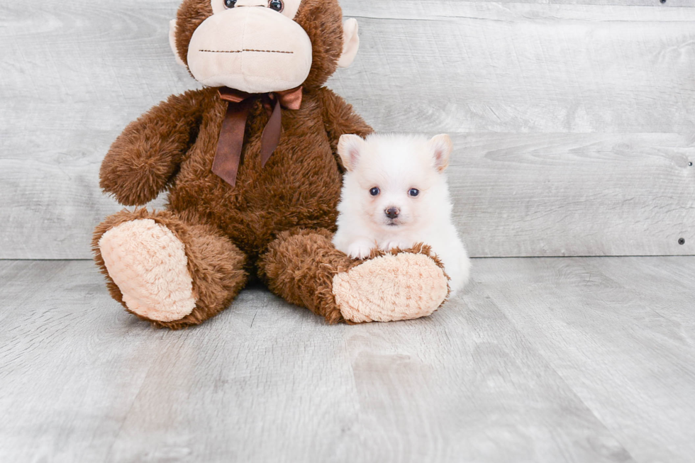 Adorable Pomeranian Purebred Puppy