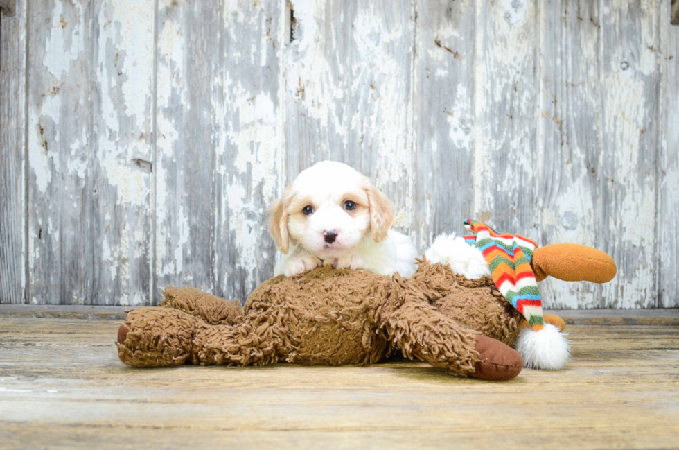 Cavachon Pup Being Cute