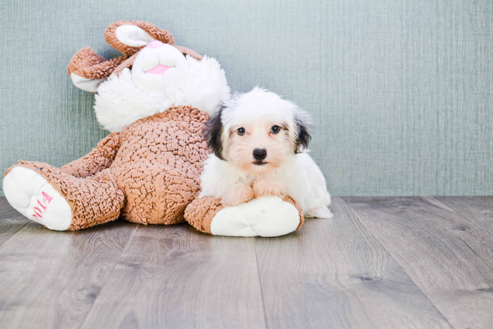 Playful Yorkie Designer Puppy