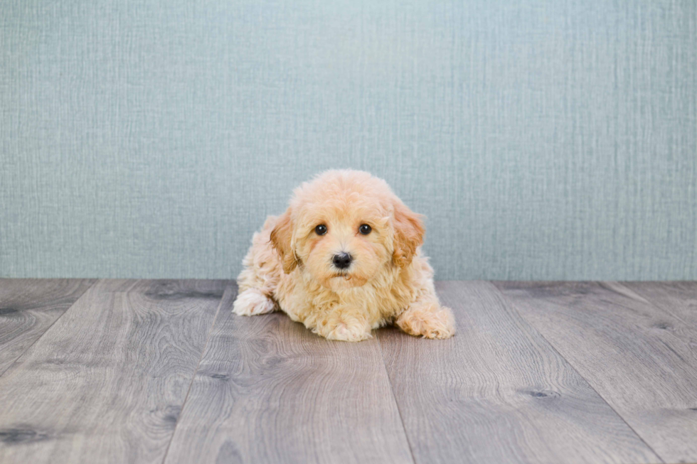 Friendly Cavapoo Baby