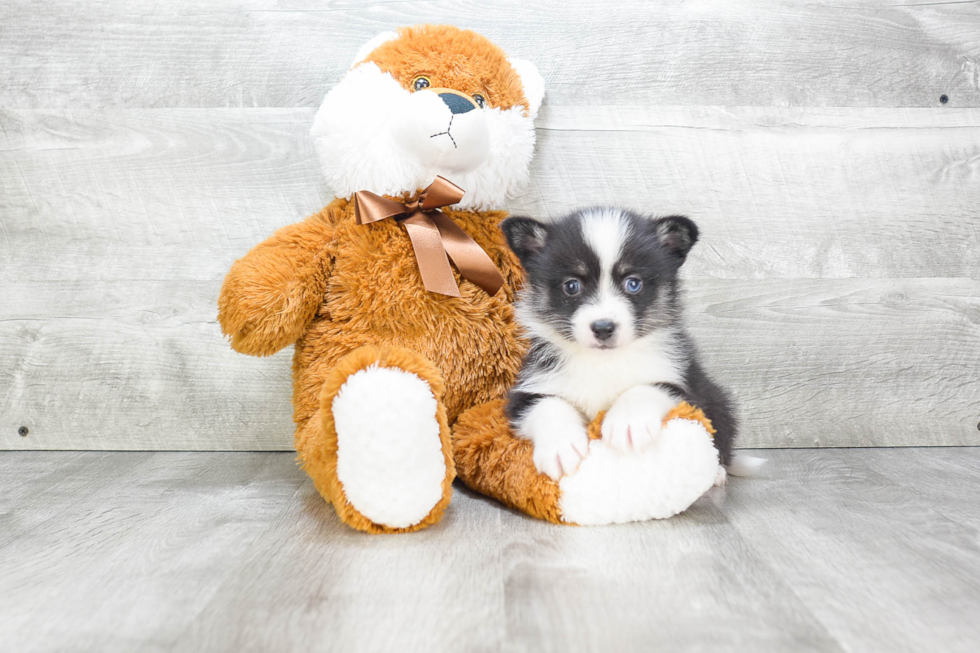 Pomsky Pup Being Cute