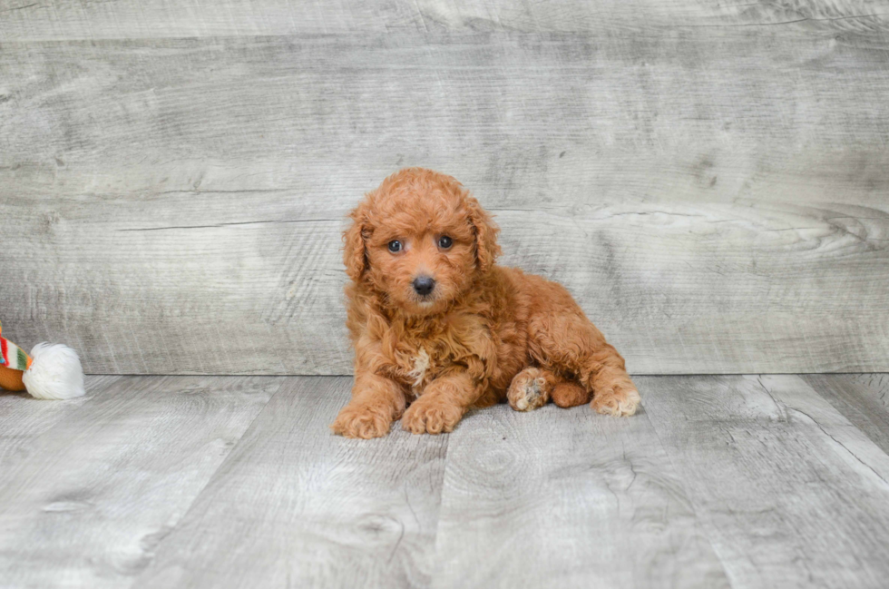 Playful Golden Retriever Poodle Mix Puppy