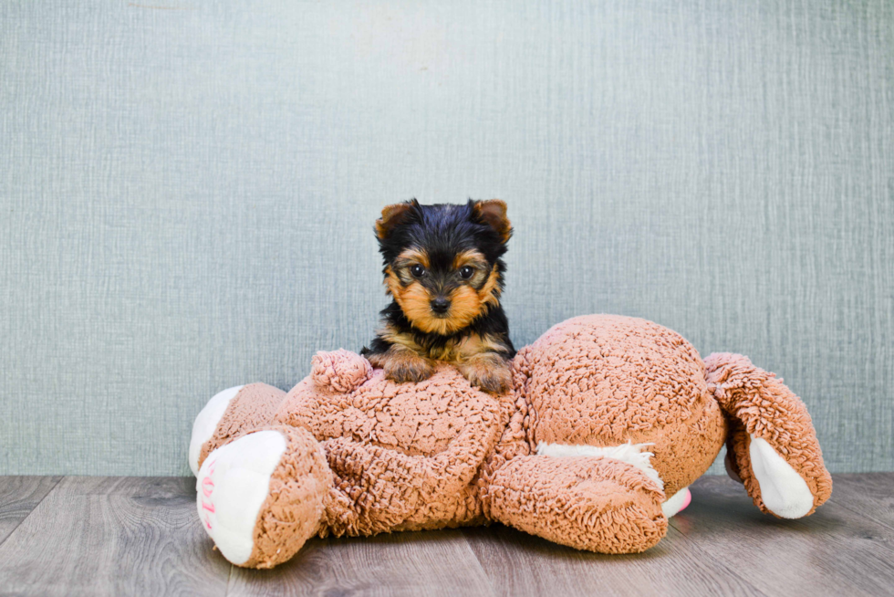 Meet Giselle - our Yorkshire Terrier Puppy Photo 