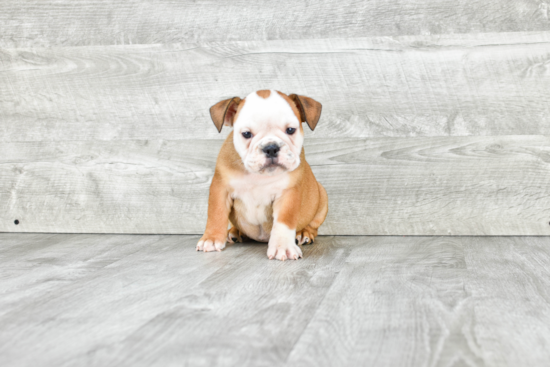 Cute English Bulldog Mix Pup