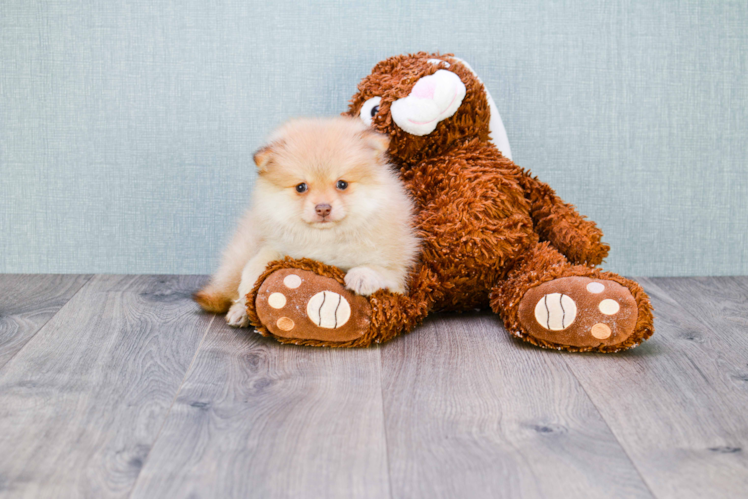 Hypoallergenic Pomeranian Baby