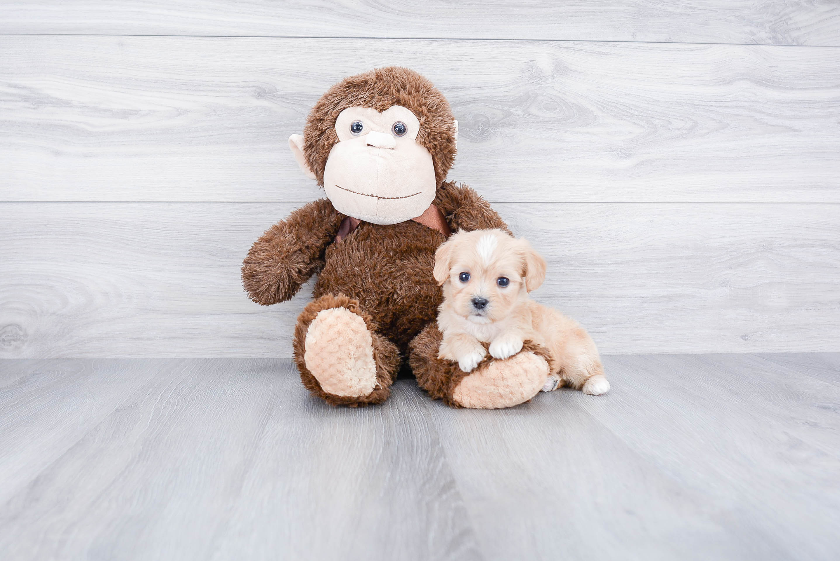 Best Cavachon Baby