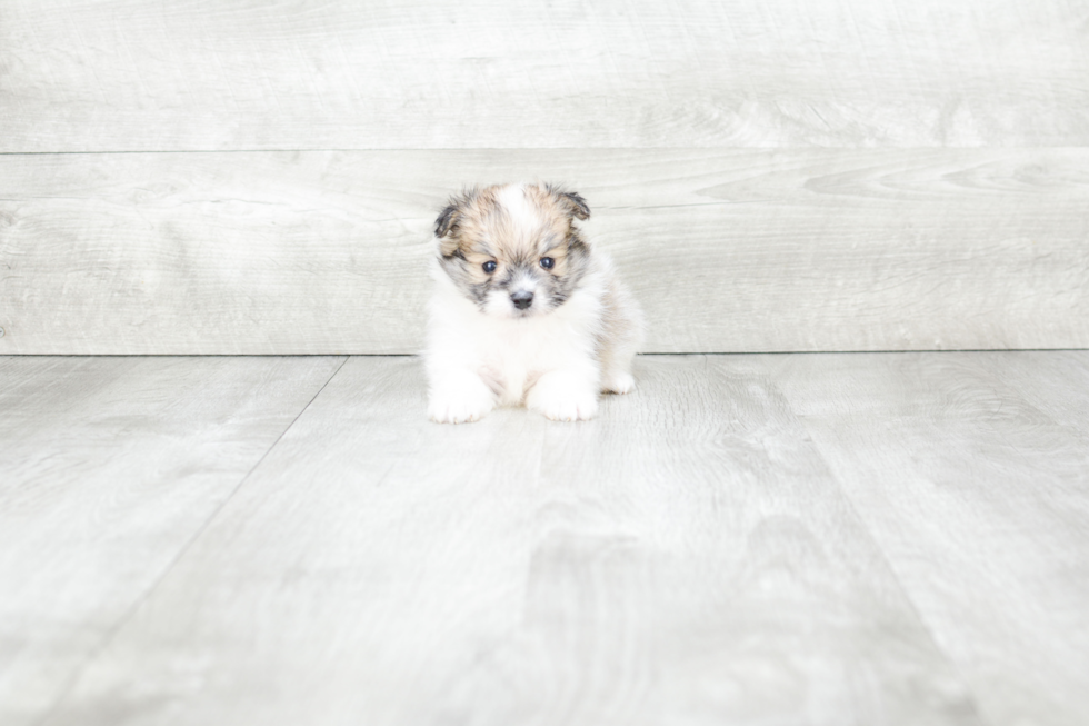 Hypoallergenic Maltipom Designer Puppy