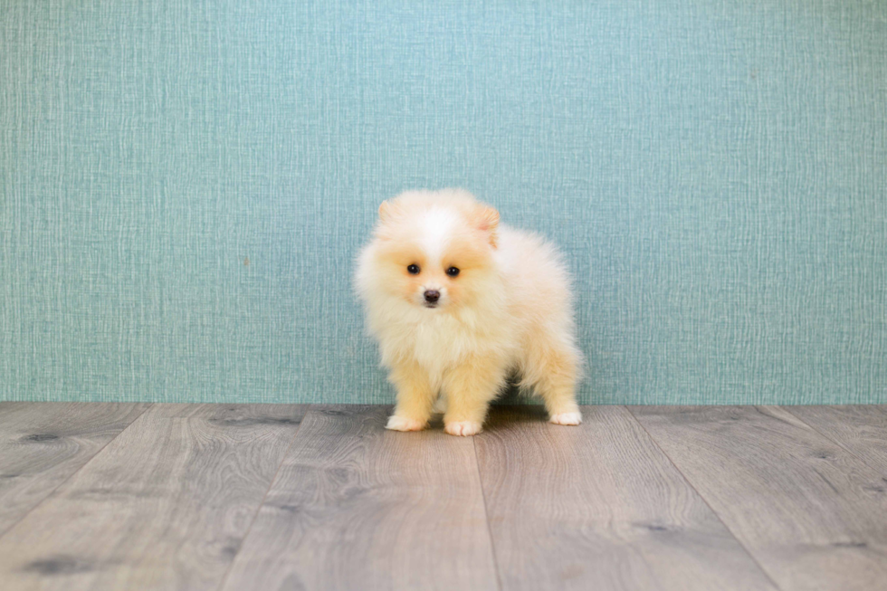 Happy Pomeranian Purebred Puppy