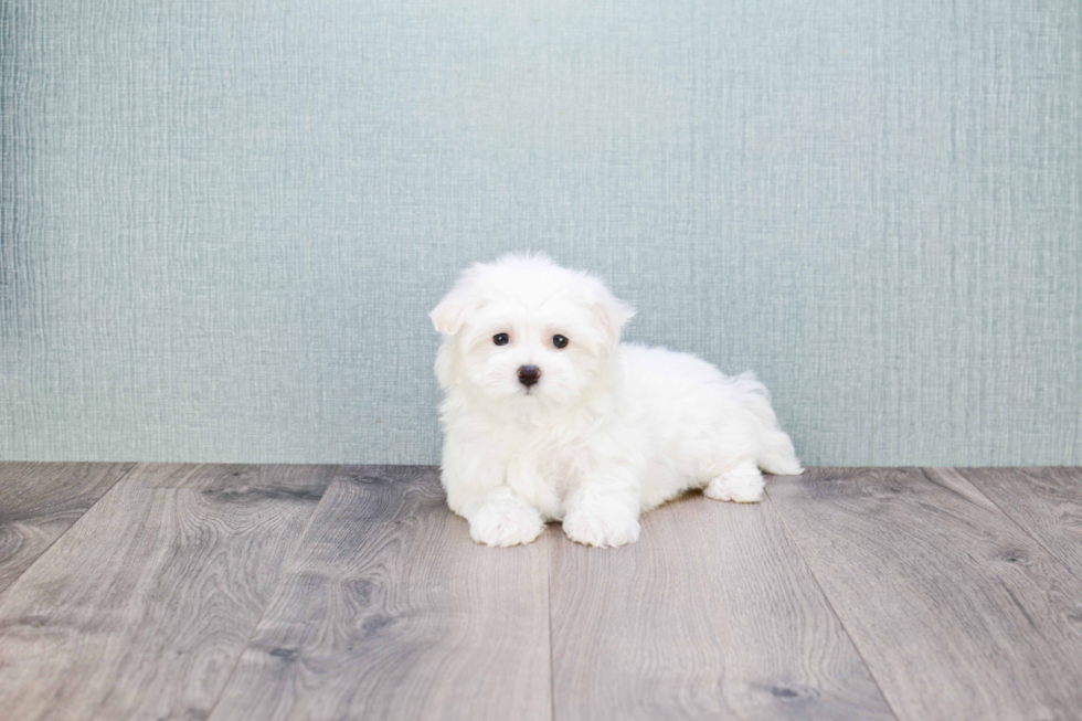 Maltese Pup Being Cute