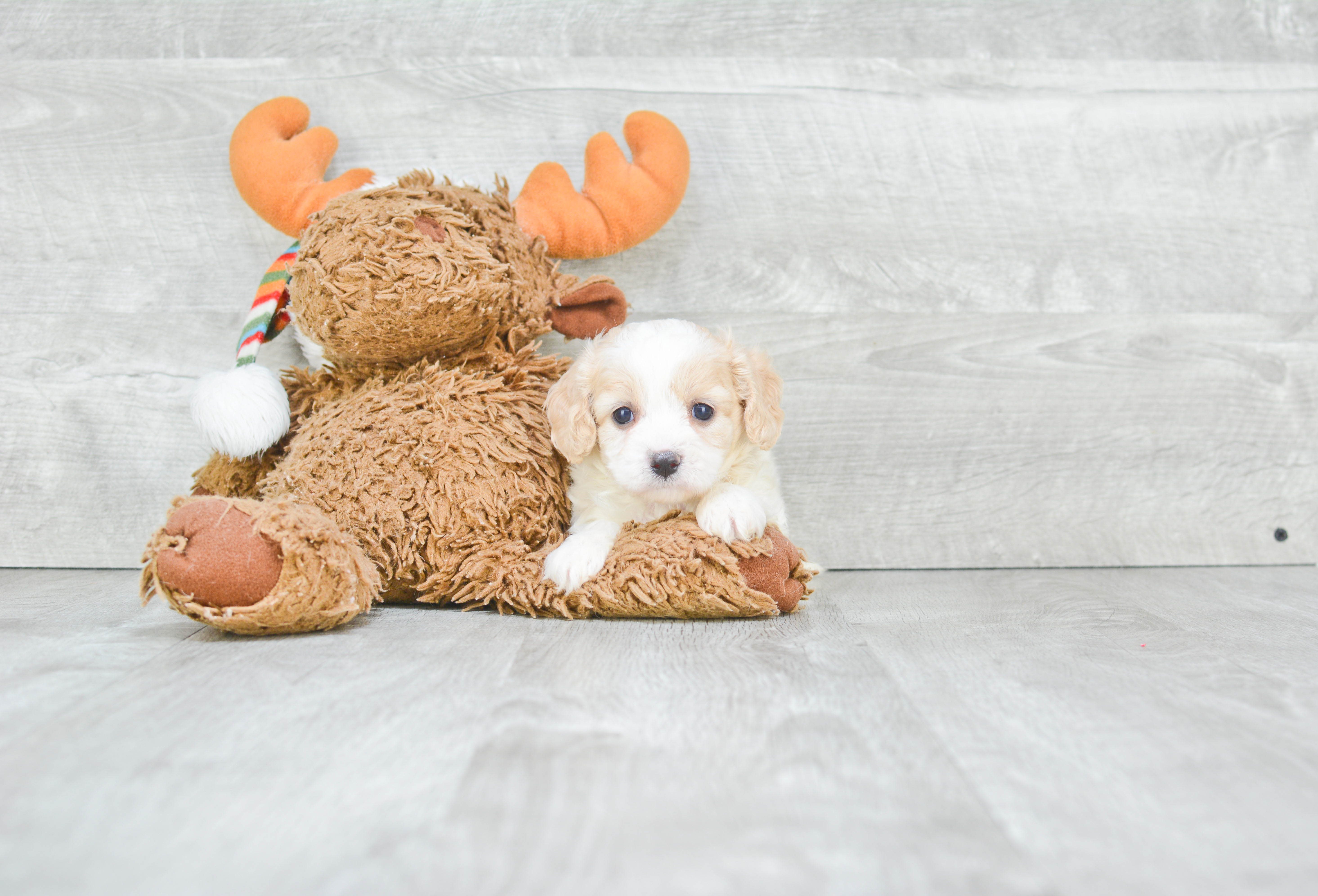 Happy Cavachon Baby