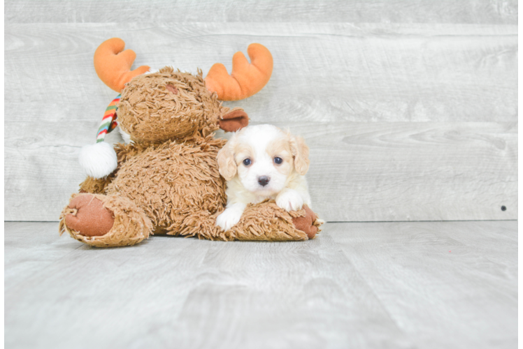 Happy Cavachon Baby