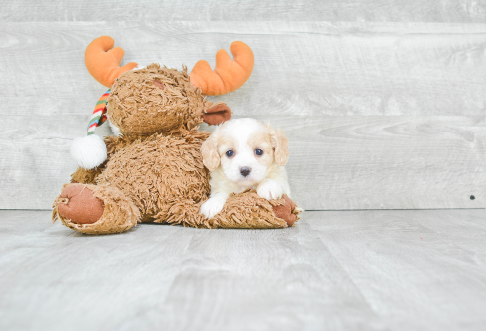 Happy Cavachon Baby