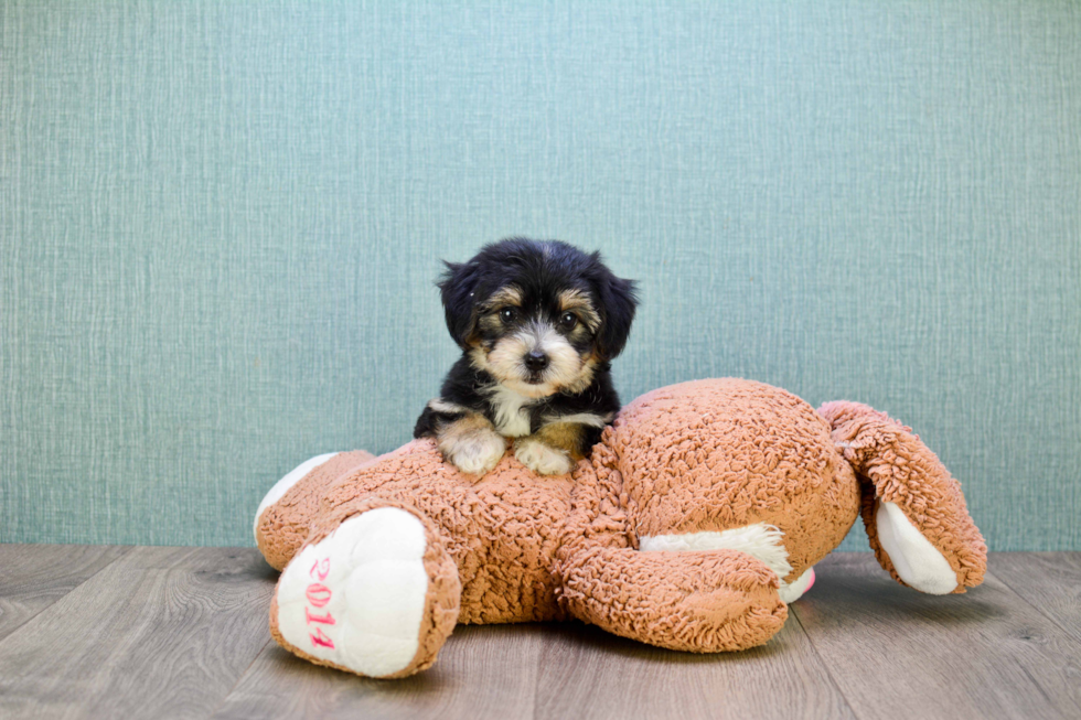 Energetic Yorkie Designer Puppy