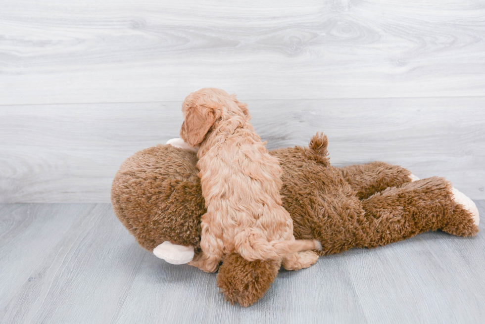 Cavapoo Pup Being Cute