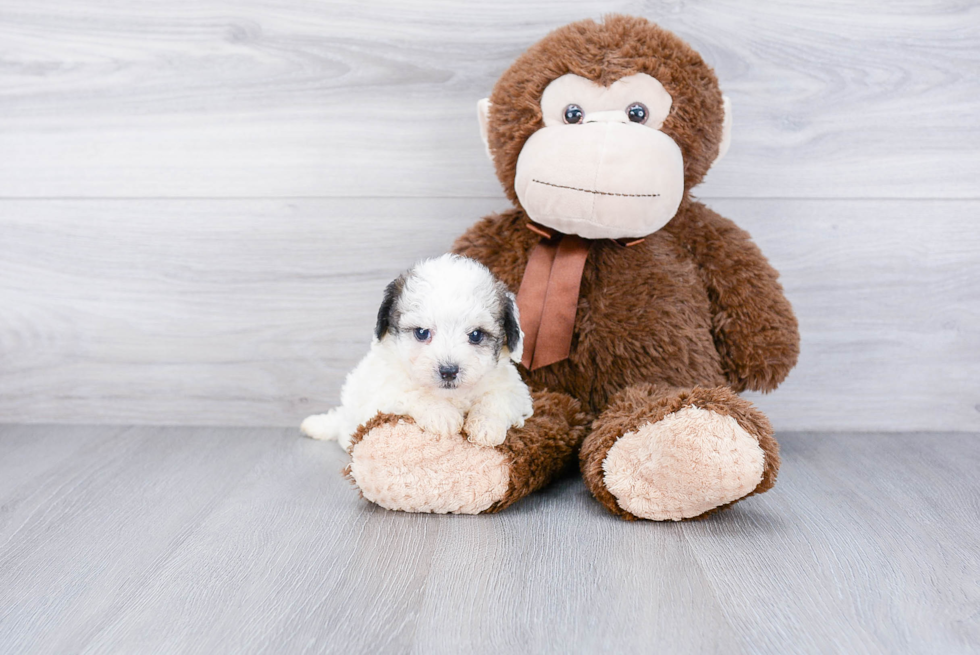 Maltipoo Pup Being Cute