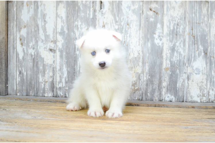 Happy Pomsky Baby