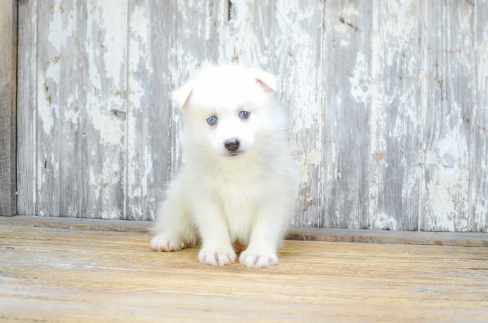 Happy Pomsky Baby