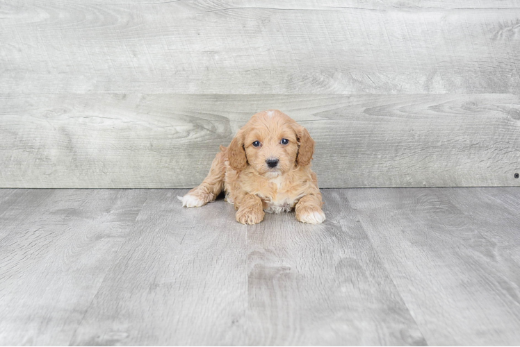 Smart Cavapoo Poodle Mix Pup