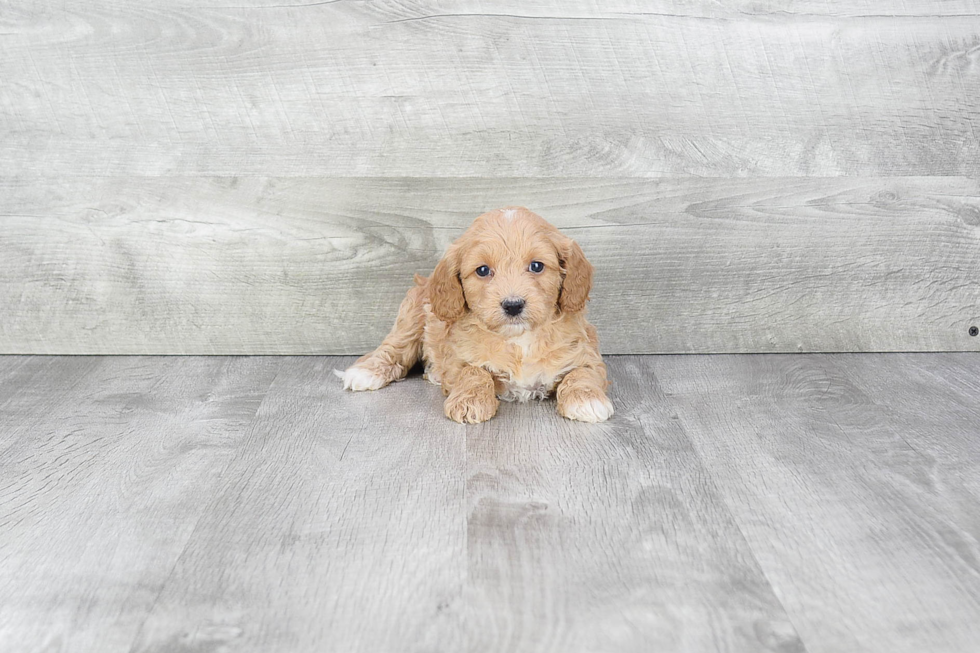 Smart Cavapoo Poodle Mix Pup