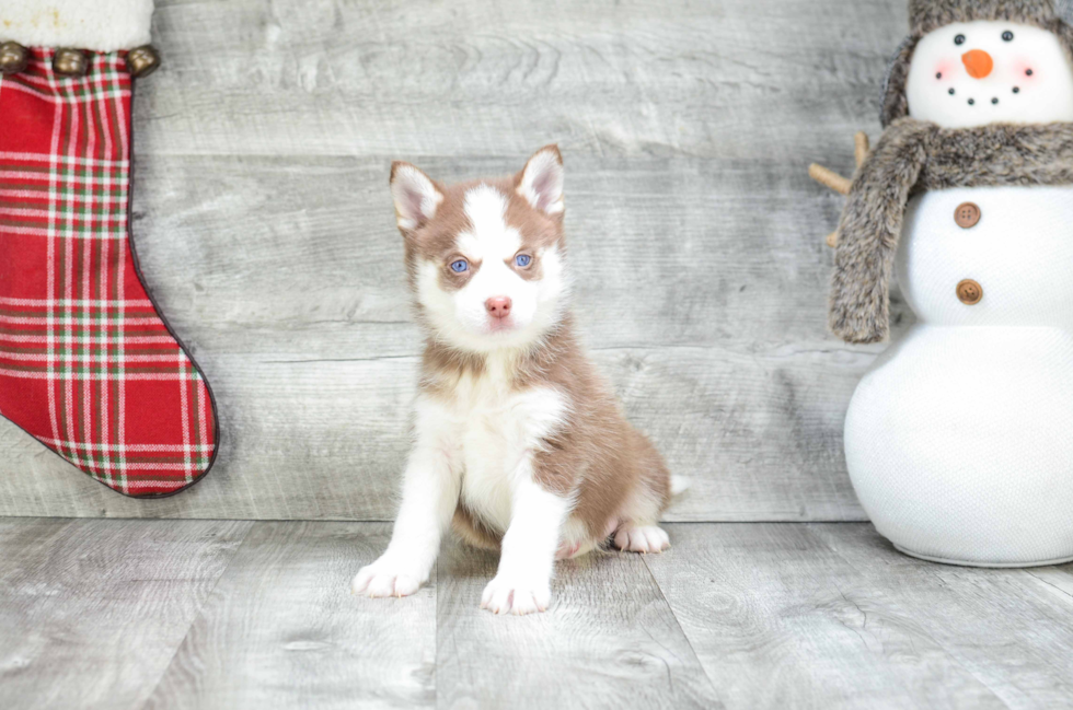 Happy Pomsky Baby