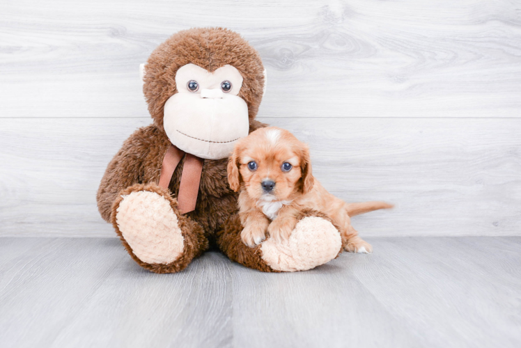 Cavalier King Charles Spaniel Puppy for Adoption