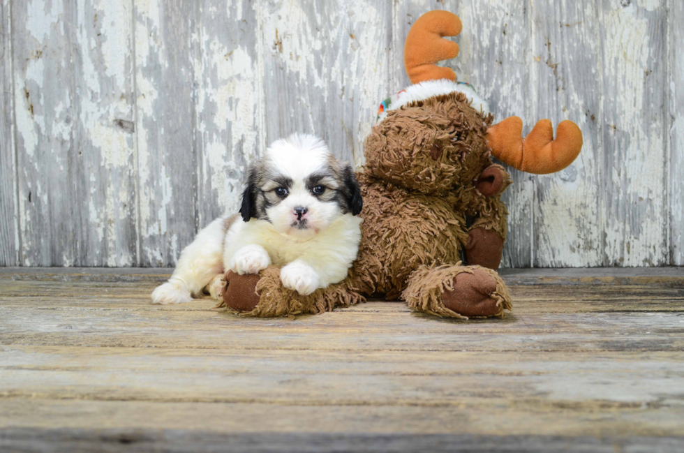 Adorable Shichon Designer Puppy