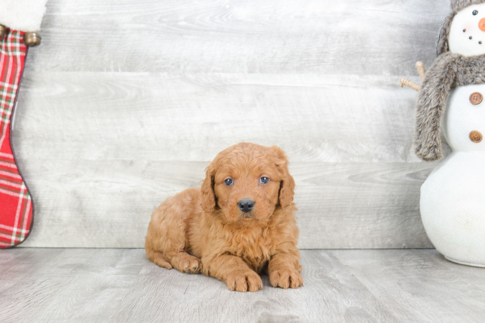 Best Mini Goldendoodle Baby