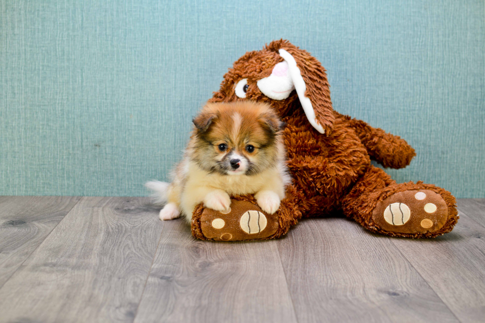 Funny Pomeranian Baby