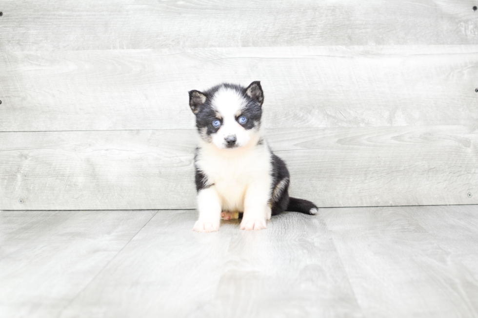 Pomsky Pup Being Cute