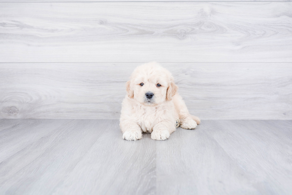 Mini Goldendoodle Puppy for Adoption