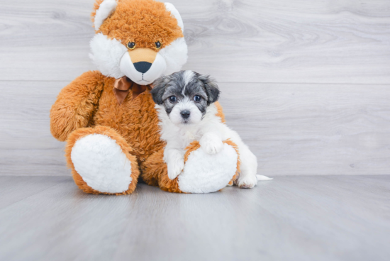 Fluffy Maltipoo Poodle Mix Pup