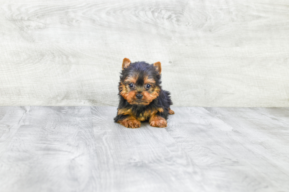 Meet Zoro - our Yorkshire Terrier Puppy Photo 