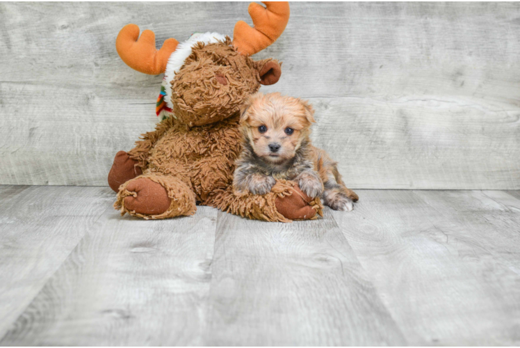 Best Morkie Baby