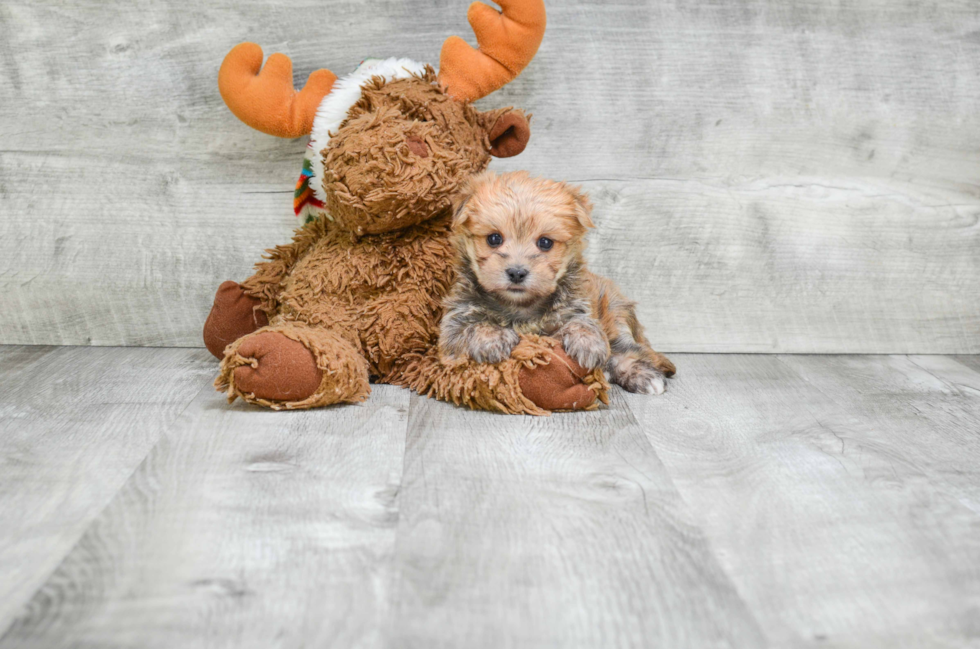 Best Morkie Baby
