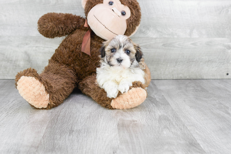 Best Havanese Baby