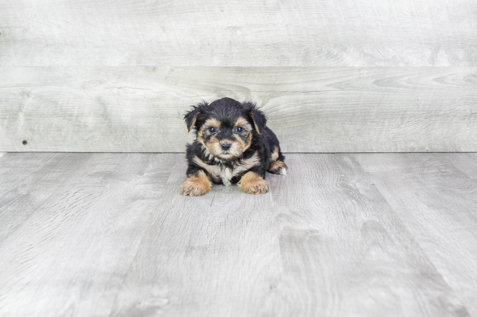 Fluffy Morkie Designer Pup
