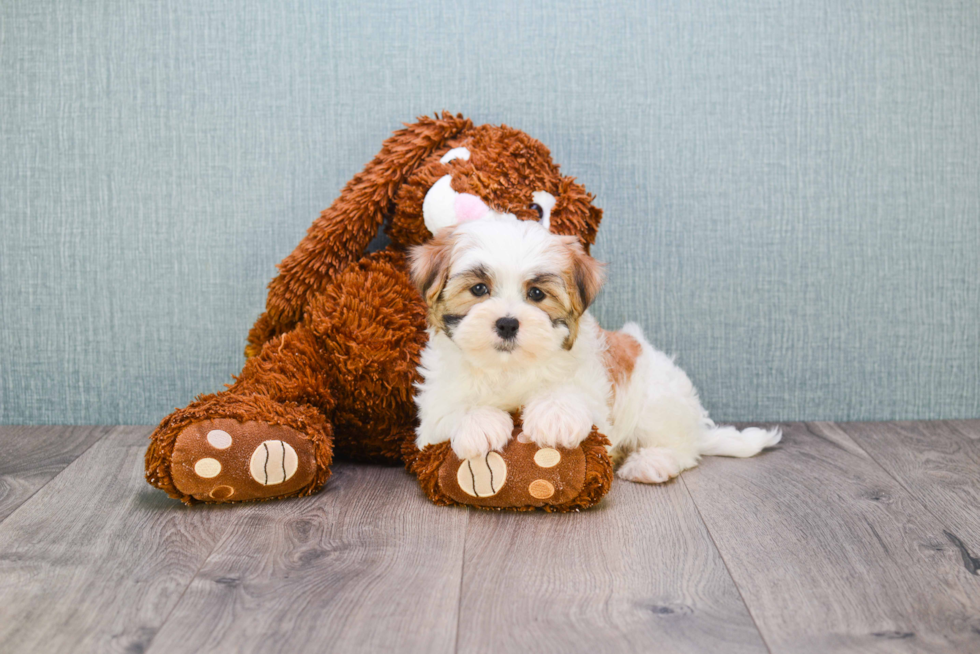 Petite Teddy Bear Designer Pup