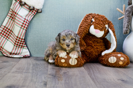 Mini Aussiedoodle Puppy for Adoption