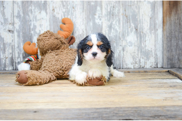 Happy Cavalier King Charles Spaniel Purebred Puppy