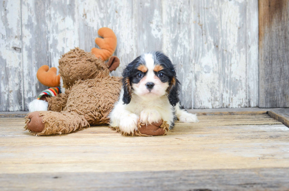 Happy Cavalier King Charles Spaniel Purebred Puppy