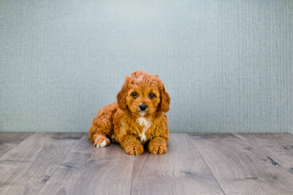 Cavapoo Pup Being Cute